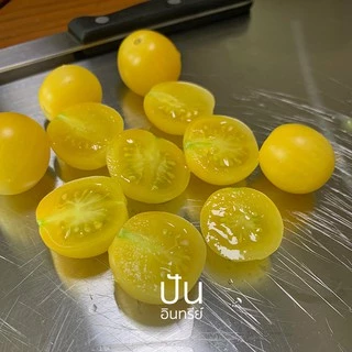 เมล็ดผักนำเข้า มะเขือเทศเชอรี่ สีเหลือง Yellow Cherry Tomato (Organic Seed) ทรงกลม ปันอินทรีย์