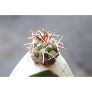 กระบองเพชร ยิมโน Gymnocalycium catamarcense.ไม้กราฟ 2 เซน