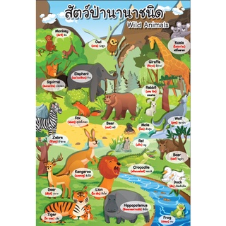 โปสเตอร์ คำศัพท์ภาษาอังกฤษ สัตว์ป่า