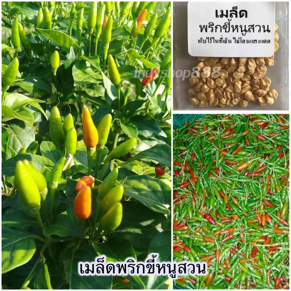 เมล็ดพริกขี้หนูสวน 40 เมล็ด [ 10 เเถม 1 คละได้]