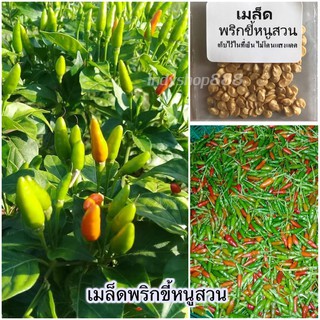 เมล็ดพันธุ์ พริก พริกขี้หนูสวน 70 เมล็ด [10 แถม 1 คละได้]