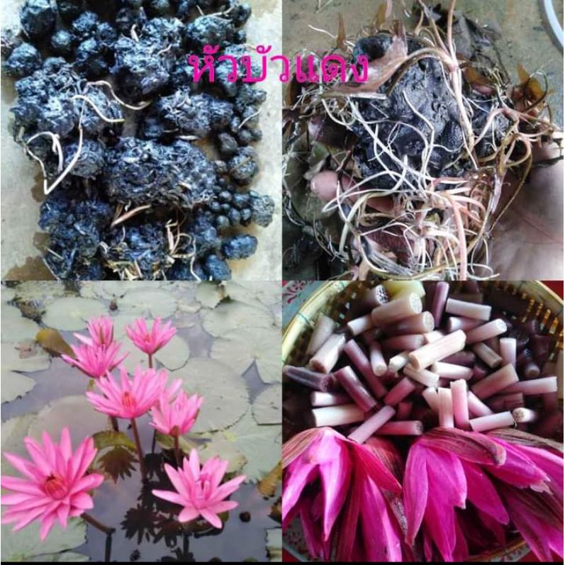 หัวบัวแดงบัวกินสายสีแดงกก.ละ50บาทปลูกง่ายแค่โยนลงน้ำ