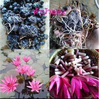 หัวบัวแดงบัวกินสายสีแดงกก.ละ50บาทปลูกง่ายแค่โยนลงน้ำ