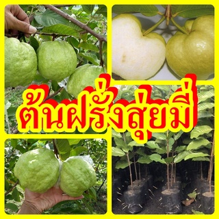 ต้นฝรั่งสุ่ยมี่ หรือฝรั่งสายน้ำผึ้ง ผลใหญ่ดกทั้งปี ไม่มีเมล็ด ต้นพันธุ์ตอนกิ่งสูง 40-50 ซม.แข็งแรงพร้อมปลูก