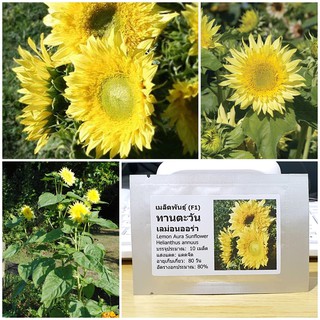 เมล็ดพันธุ์ ทานตะวันเลม่อนออร่า (Lemon Aura F1 Sunflower Seed) บรรจุ 10 เมล็ด คุณภาพดี ของแท้ 100%