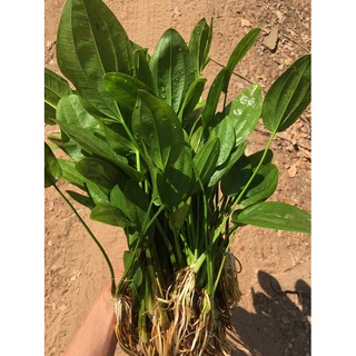 บัวอะเมซอน☘️  🍄คุ้มสุดๆสำหรับเลี้ยงแมงดา ต้นพันธุ์แข็งแรง