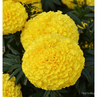 [ปลูก] Marigold Harmony เมล็ดดอกไม้สีเหลือง | 5เมล็ดเมล็ด/家和สวน/花园/ผักชี/กางเกง/เด็ก/แอปเปิ้ล/เสื้อ/ดอกทานตะวัน/กระโปรง/