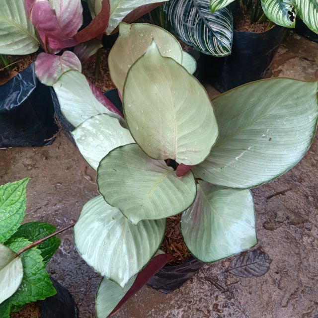 ต้นคล้าใบละพัน ไม้มงคล ไม้ในร่ม (ขายดีมประจำร้าน)