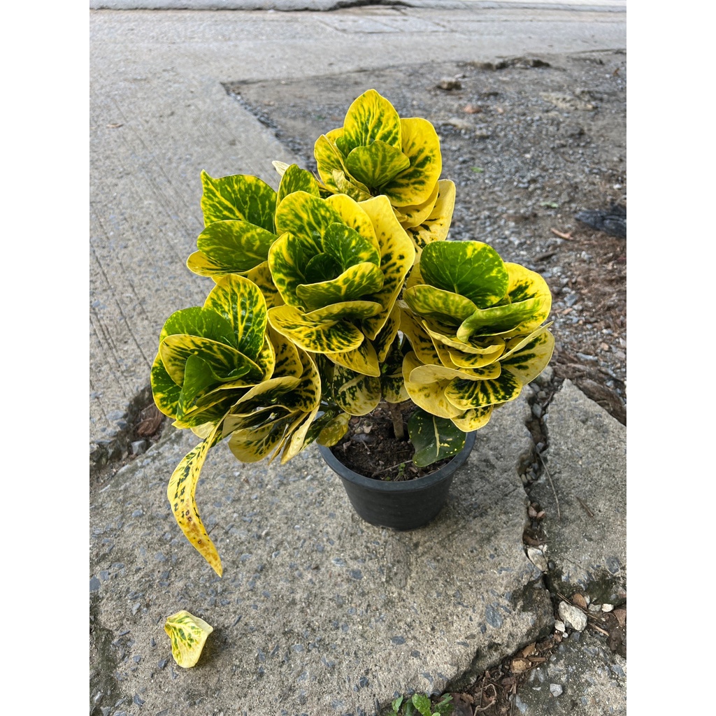 มุมมอง 3