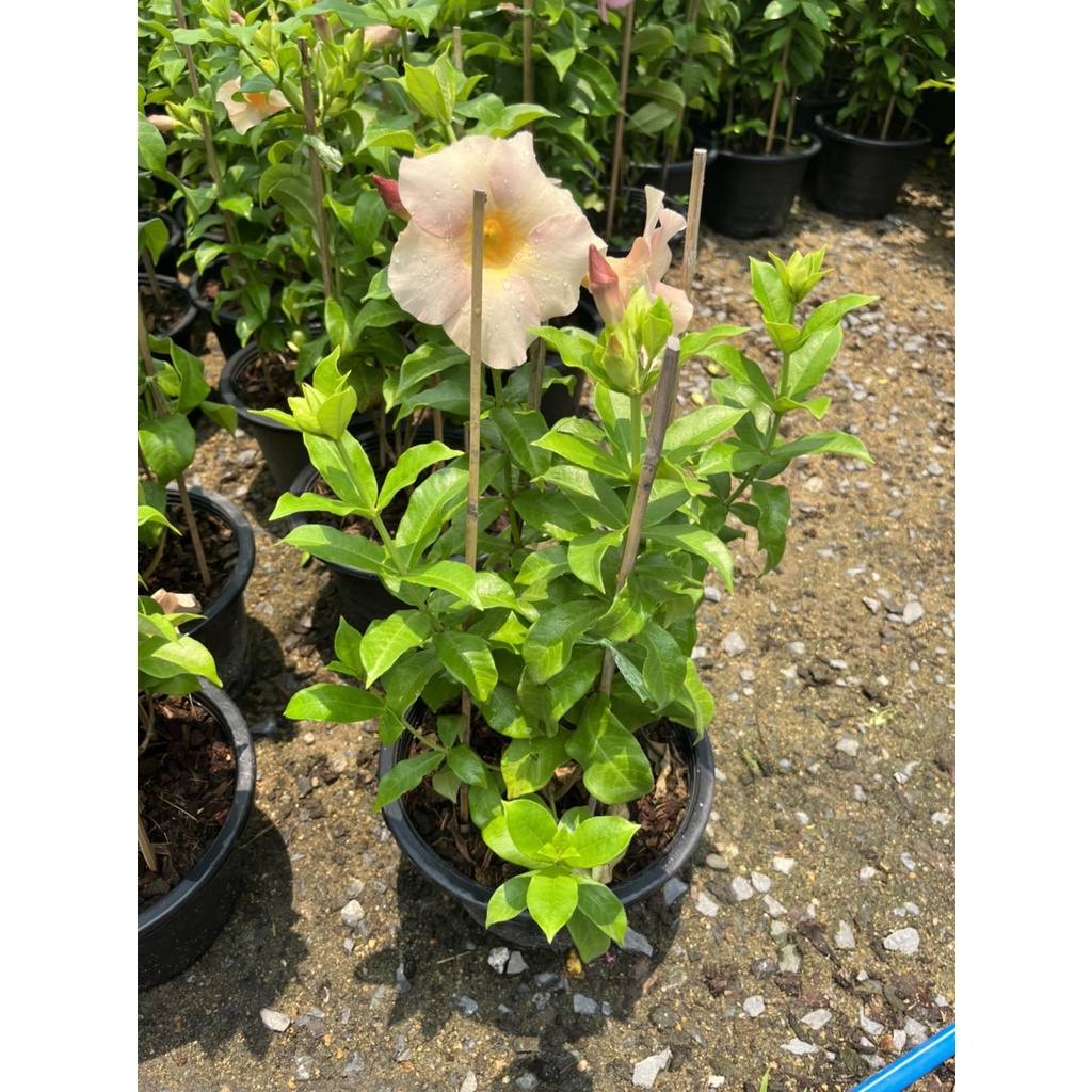 มุมมอง 2