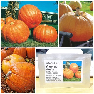 เมล็ดพันธุ์ ฟักทอง บิ๊กแม็ก (Big Max Pumpkin Seed) บรรจุ 12 เมล็ด คุณภาพดี ราคาถูก ของแท้ 100%