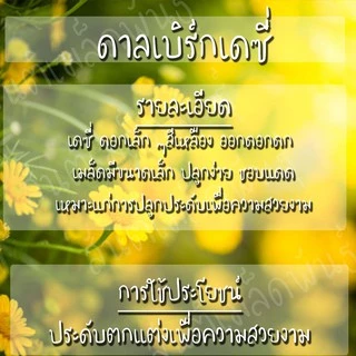เมล็ดพันธุ์ ดอกดาห์ลเบิร์ก เดซี่สีเหลือง 200 เมล็ด Dahlberg Daisy เมล็ดพันธุ์แท้ นำเข้าจากต่างประเทศ ปลูกผัก สวนครัว