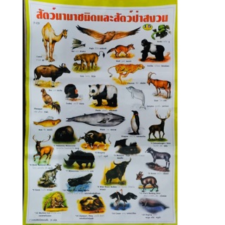 โปสเตอร์เพื่อการศึกษา สัตว์ป่าและสัตว์ป่าสงวน