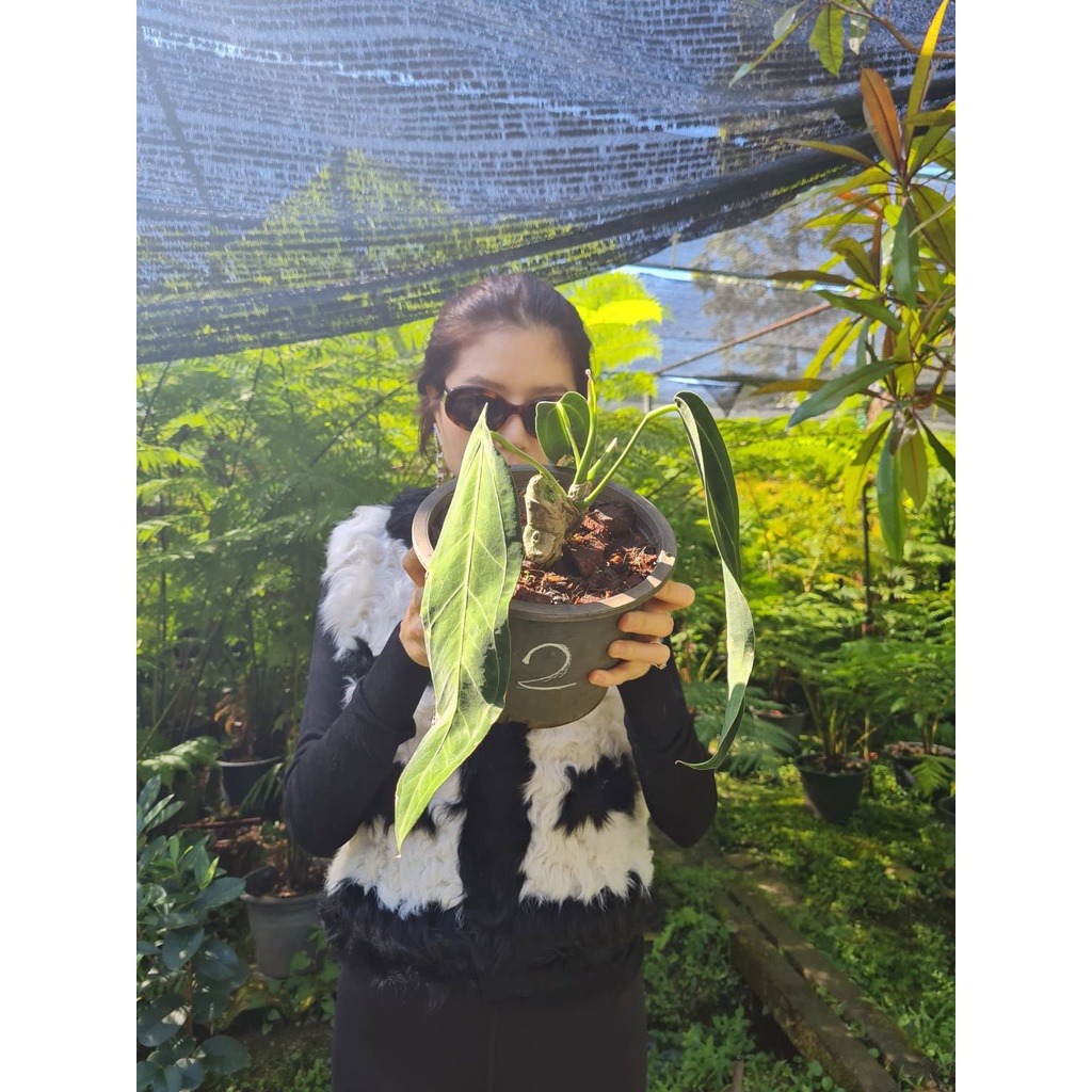 ต้น Anthurium queen จาก Ecuador