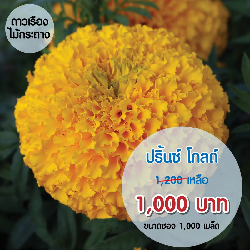 AGA Shop เมล็ดดาวเรืองปริ้นซ์ โกลด์ 1000 เมล็ด