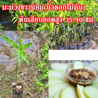 1 ต้น พันธุ์มะม่วงน้ำดอกไม้มัน(ขาวนิยม) ต้นเสียบยอดสูงประมาณ 35-40 ซม.จัดส่งพร้อมถุงเพาะชำ