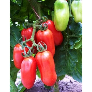เมล็ดพันธุ์ มะเขือเทศ แซนมาซาโน่ (San Marzano Tomato Seed) บรรจุ 50 เมล็ด คุณภาพดี ราคาถูก ของแท้ 100%