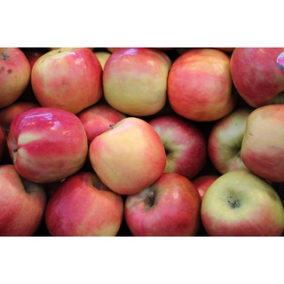 20 เมล็ด เมล็ดแอปเปิ้ล สายพันธุ์ พิงค์เลดี้ (Pink Lady Apple)  Apple seeds