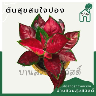 สุขสมใจปอง ตระกูลอโกลนีมา ในกระถางพร้อมตั้ง : 5-6 นิ้ว