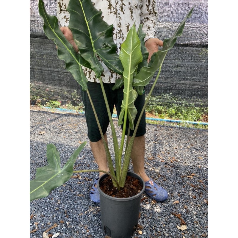 Alocasia Sarian H 1 m