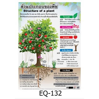 ส่วนประกอบของพืช EQ-132 สื่อโปสเตอร์ภาพ กระดาษ หุ้มพลาสติก