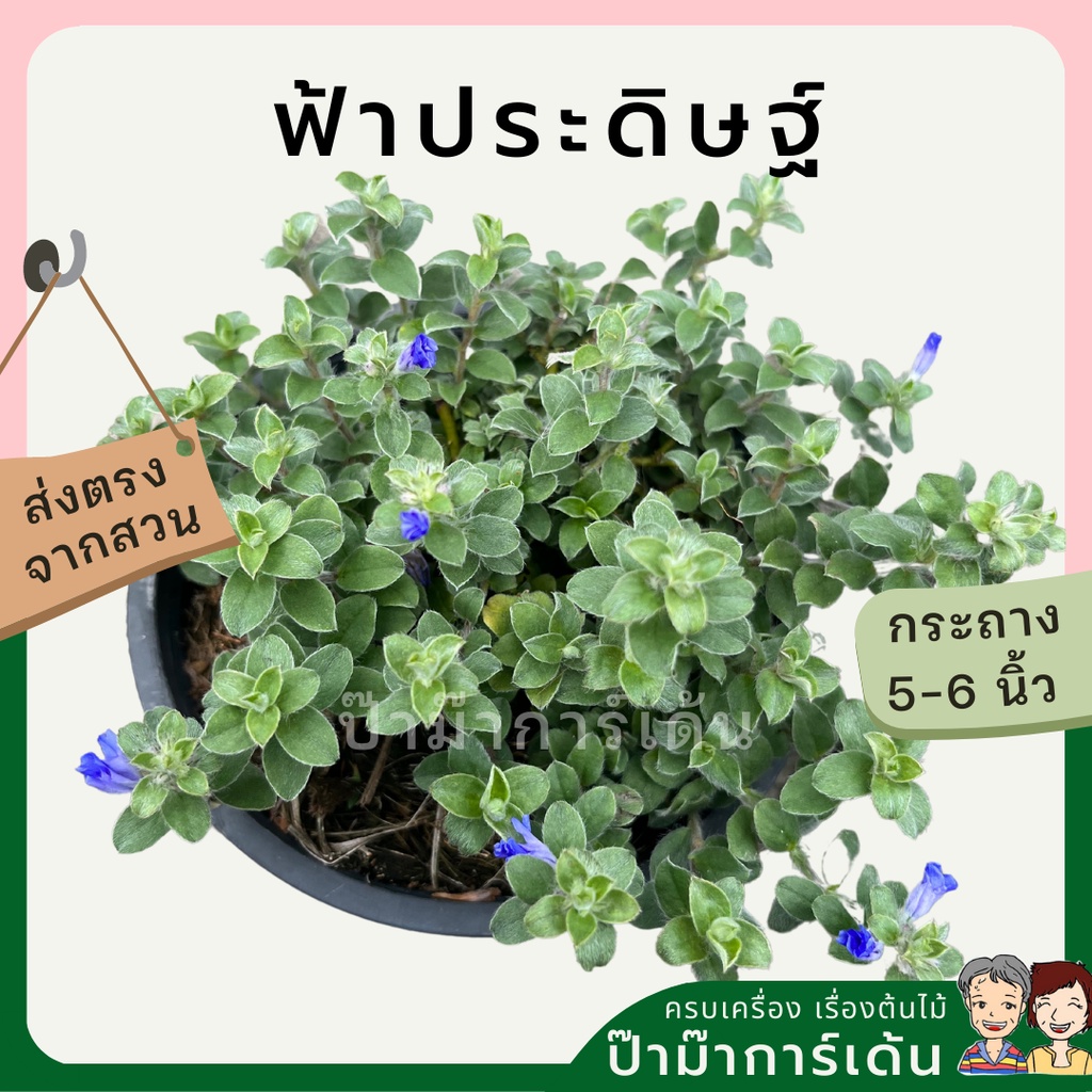 มุมมอง 2