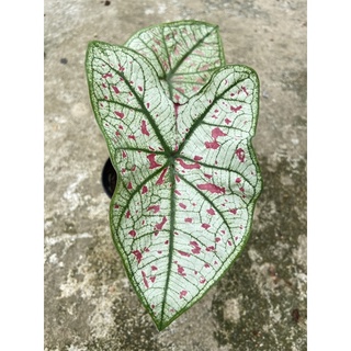 บอนสีแครนเบอร์รี่ สตาร์ Caladium Cranberry Star กระถาง 4นิ้ว