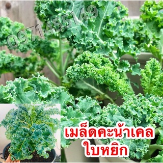 เมล็ดเคลใบหงิก สายพันธุ์ F1 🌱🌱🌱🌱🌱