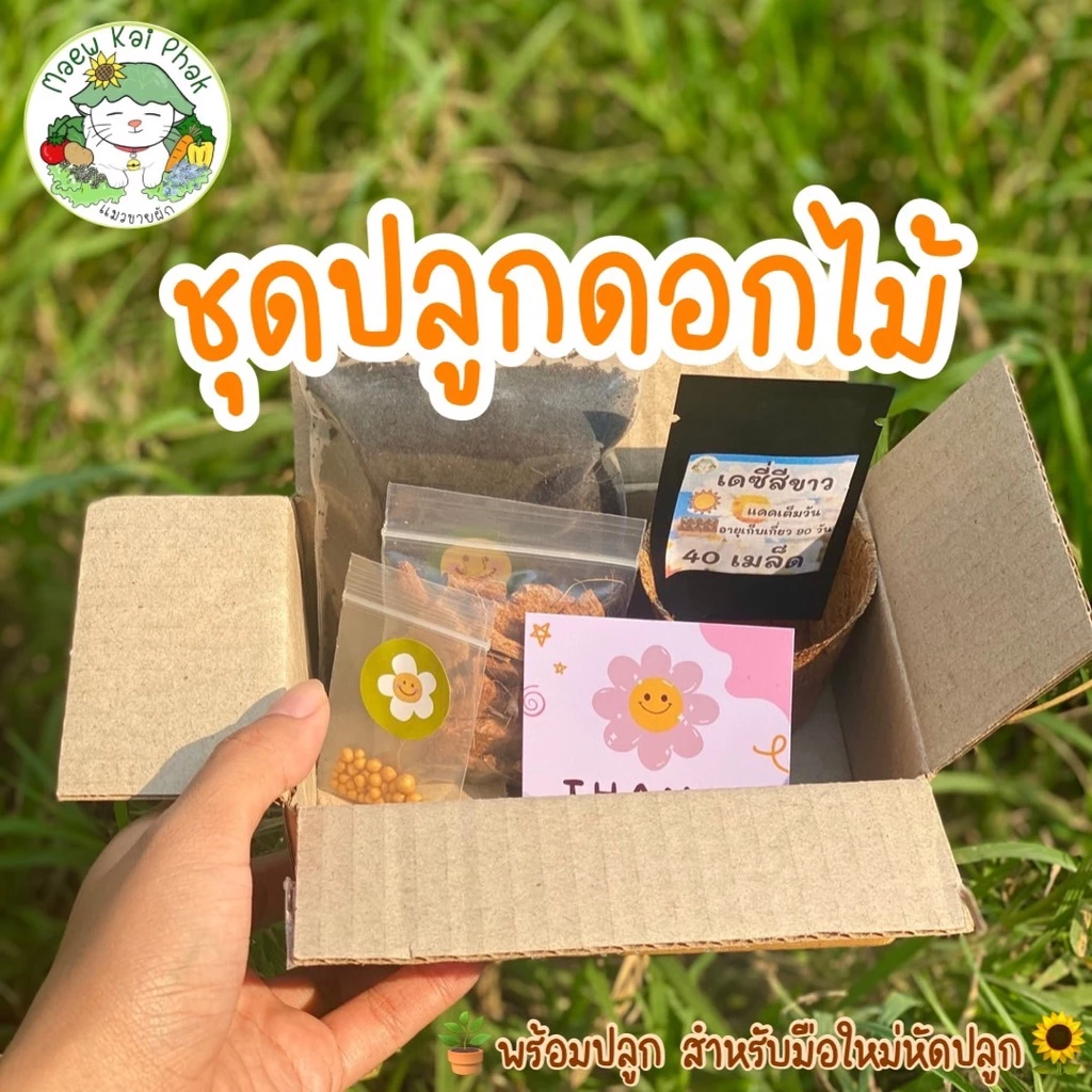 ชุดปลูกดอกไม้ สำหรับมือใหม่หัดปลูก ดอกเดซี่ ดอกทานตะวัน ดอกยิปโซฟีล่า ดาวกระจาย บานชื่น