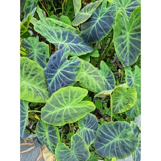 🪴 colocasia black beauty ❗️แบล็คบิวตี้🌱หน่อตัดสด