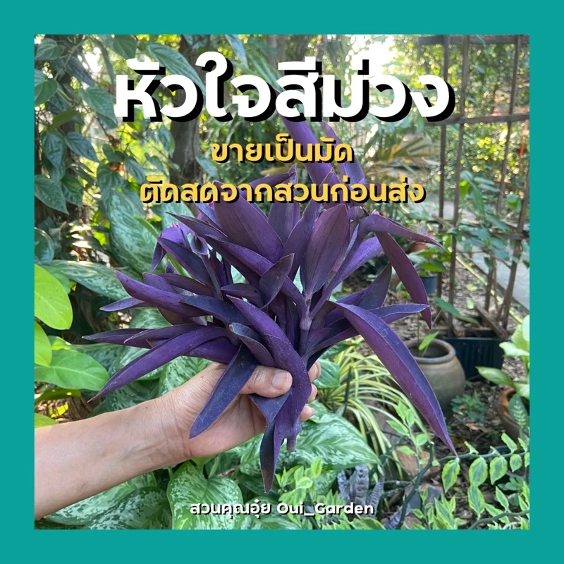 หัวใจสีม่วง ว่านกาบหอย ตัดกิ่งสด ขายเป็นชุด ได้10กิ่ง ตัดสดจากสวนก่อนส่ง