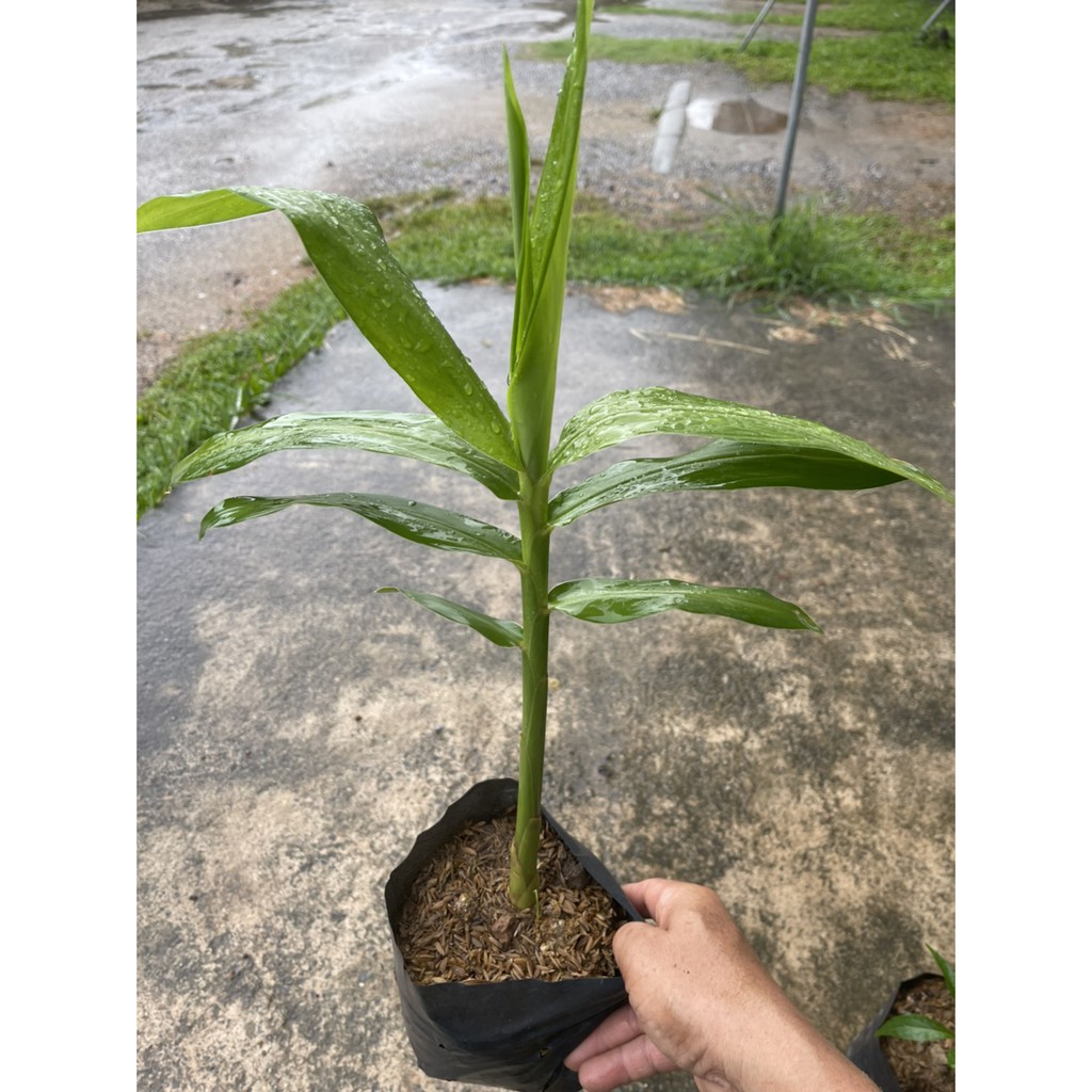 ต้นพันธุ์ ไพล พร้อมปลูกในถุงดำ 29 บาท