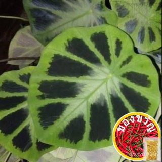 Spider indoor and outdoor plants儿童/seeds/裙子/香菜/芹菜/玫瑰/上衣/鲜花/花园/木瓜//กุหลาบ J6DY