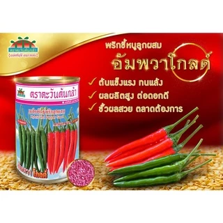 ใหม่! แบบซอง พริกอัมพวา โกลด์ พริกจินดา ลูกผสม 50กรัม เมล็ดพันธุ์พริก เมล็ดพริก พริกอัมพวา