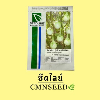 เมล็ดพันธุ์ มะเขือเปราะลูกผสม ปุยฝ้าย ( PUIFAI )