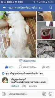 น้ำมันตับปลา สำหรับสัตว์เลี้ยง ช่วยให้ขนสวย ขนแน่นไม่หลุดร่วง สุขภาพดี กินง่าย ไม่มีกลิ่น