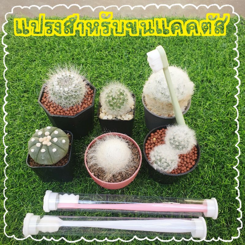 แปรงสำหรับแคคตัส กระบองเพชร แปรงทำความสะอาดขน ขนนุ่มแน่น ละเอียด ไม่เกี่ยวหนาม