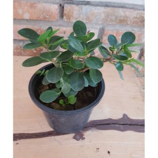 🌿ต้นช้อนเงินช้อนทอง  ไม้มงคล