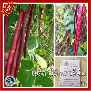 35 เมล็ด ถัวฝักยาวสีม่วง เมล็ดพันธุ์ถั่วฝักยาวสีม่วง เมล็ดพันธุ์ถั่วฝักยาว ถั่วฝักยาว เมล็ดพันธุ์ถั่วฝักยาวชนก 1