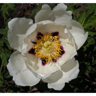 20 เมล็ด เมล็ดโบตั๋น ดอกโบตั๋น ดอกพีโอนี (Peony) สีขาว White Peony