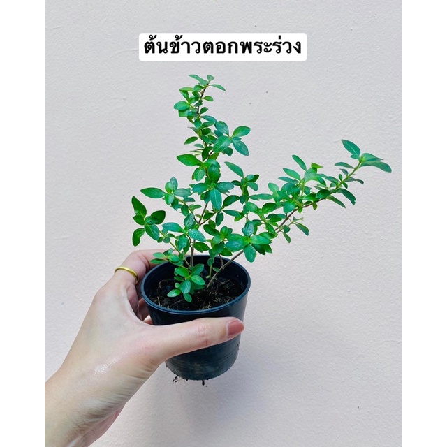 🌳ต้นข้าวตอกพระร่วง(ไม้ทำบอนไซ)