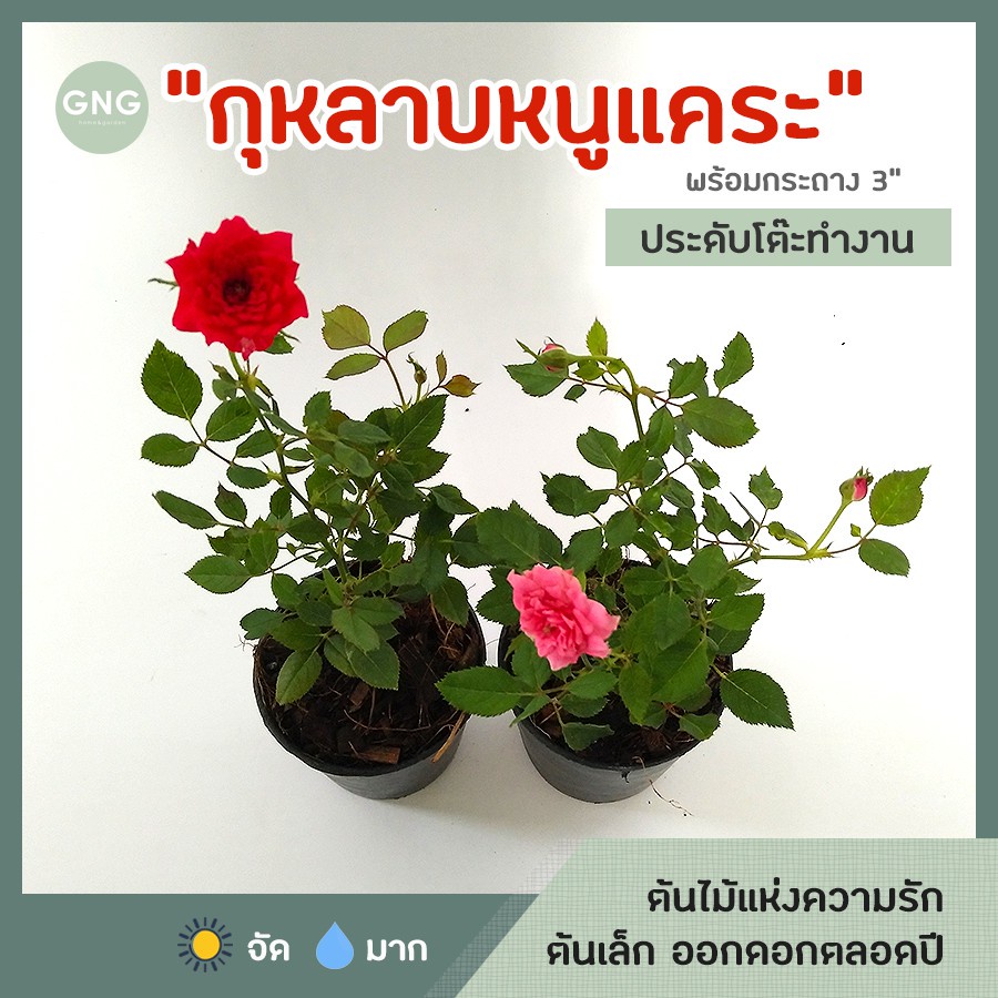 My Image 61