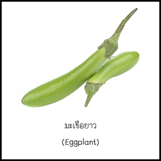 เมล็ดมะเขือยาว [Eggplant] 30 เมล็ด [10 แถม 1 คละได้]