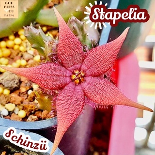 [เก๋งจีนช็อกโกแลตดอกดาวแดง] Stapelia Schinzii ส่งพร้อมกระถาง แคคตัส Cactus Succulent Haworthia Euphorbia ไม้หายาก