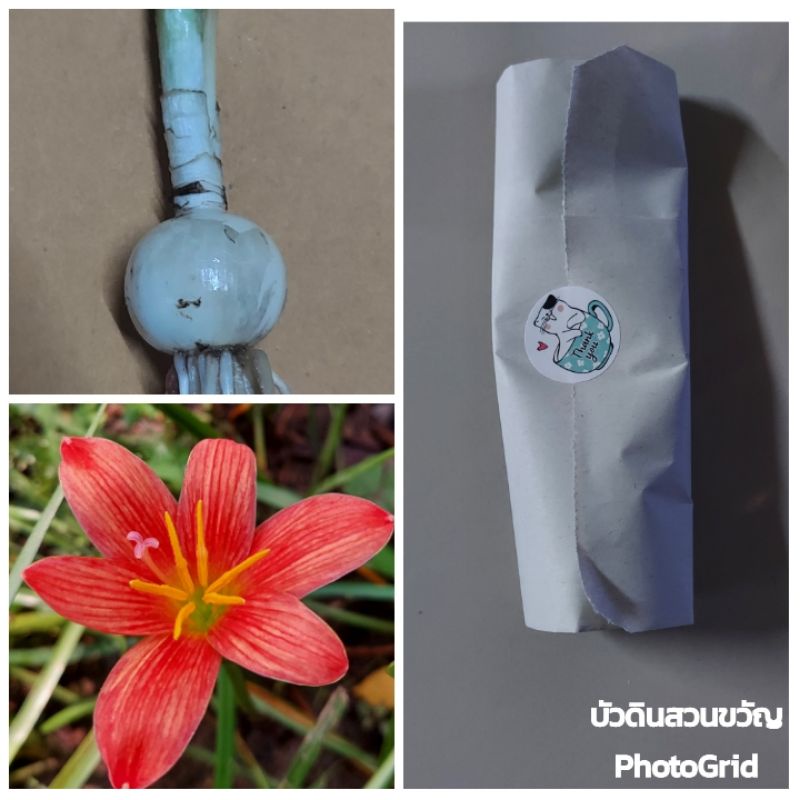 บัวดิน Z.Lavalon (ขายเป็นชุด 4 หัว 50 บาท)