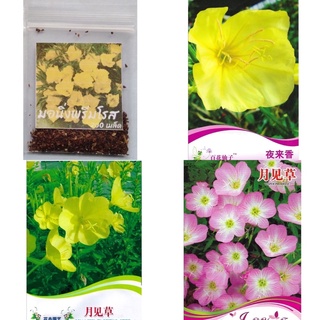 เมล็ด อีฟนิ่ง พริมโรส สีเหลือง/สีชมพู  yellow/Pink Evening Primrose  เมล็ดนำเข้า