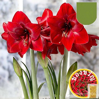 20pcs Four Seasons Potted Hippeastrum Flowering Plant Perennial Flower Seed Flowering That Year芹菜/手链/向日葵/种子/头饰/通心菜/花园/园艺