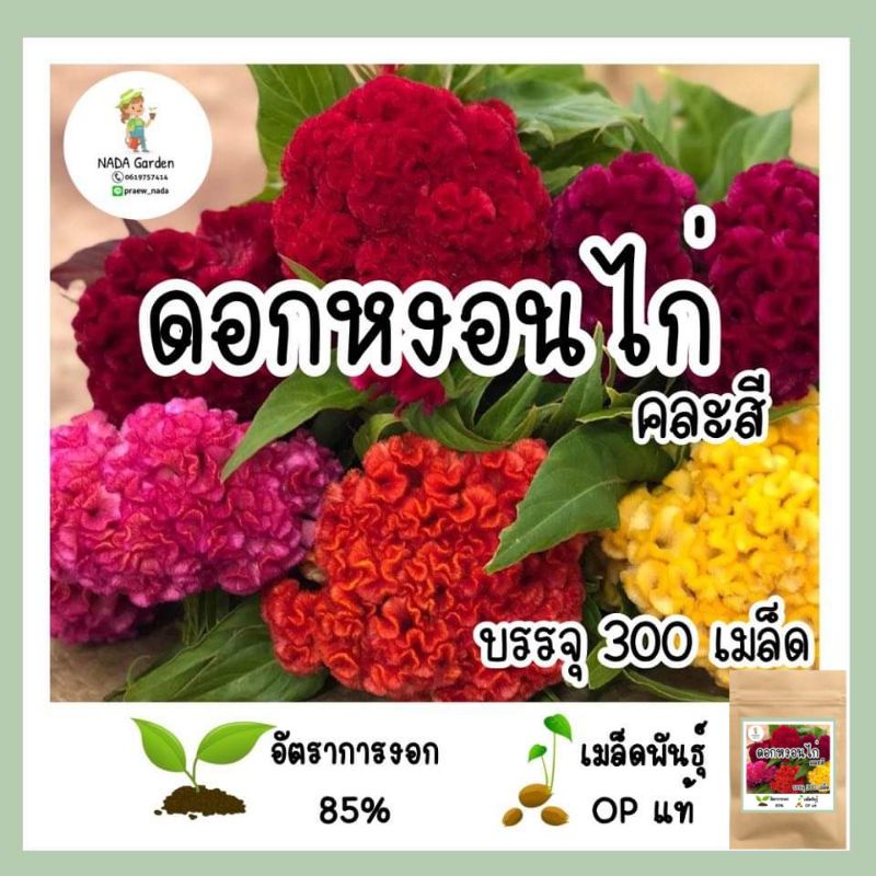 เมล็ดพันธุ์ หงอนไก่ คละสี 300เมล็ด