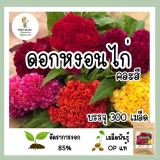 เมล็ดพันธุ์ หงอนไก่ คละสี 300เมล็ด