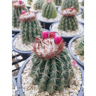 เมล็ดแคคตัส เมโลแคระ (Melocactus Matazanus)